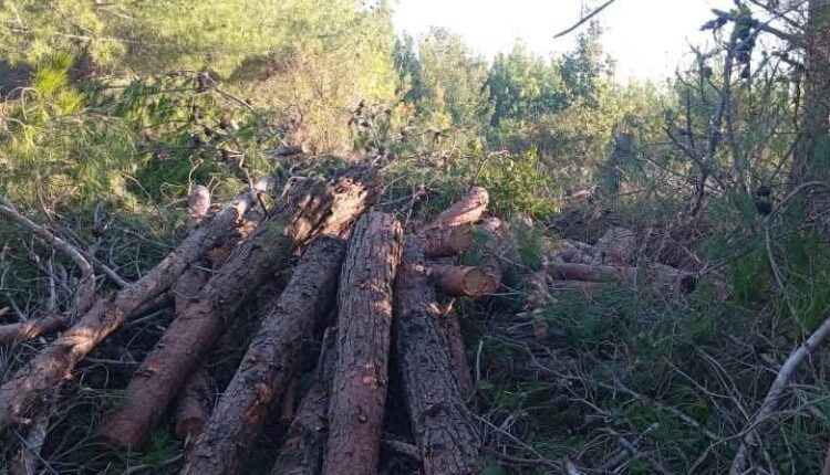 IMG_20251012_115355_644