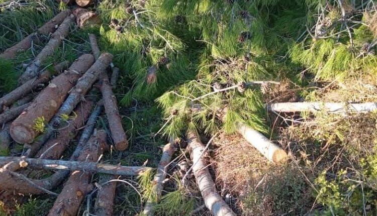 IMG_20251012_115355_865