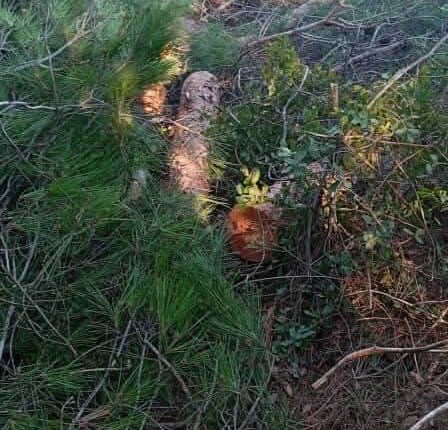 IMG_20251012_115356_268