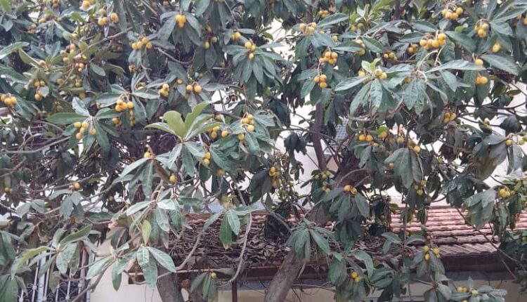 IMG_20250428_082950_985