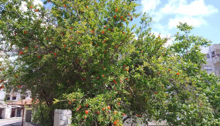 IMG_20250428_083003_703